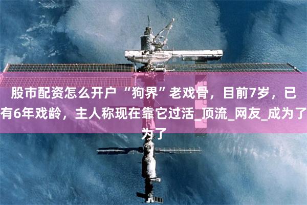股市配资怎么开户 “狗界”老戏骨，目前7岁，已有6年戏龄，主人称现在靠它过活_顶流_网友_成为了